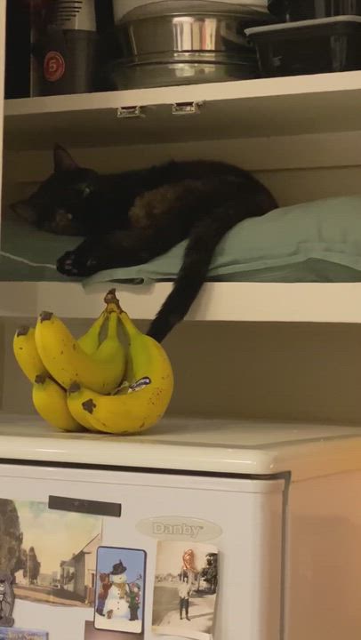 Enlarge Madam Mystery - foster needed urgently, a Adoptable Tortoiseshell in Mississauga, ON video 2/6