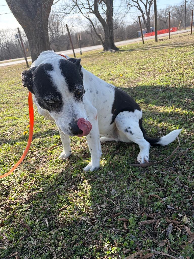 Stormy, Adoptable, Adult Female Pit Bull Terrier.