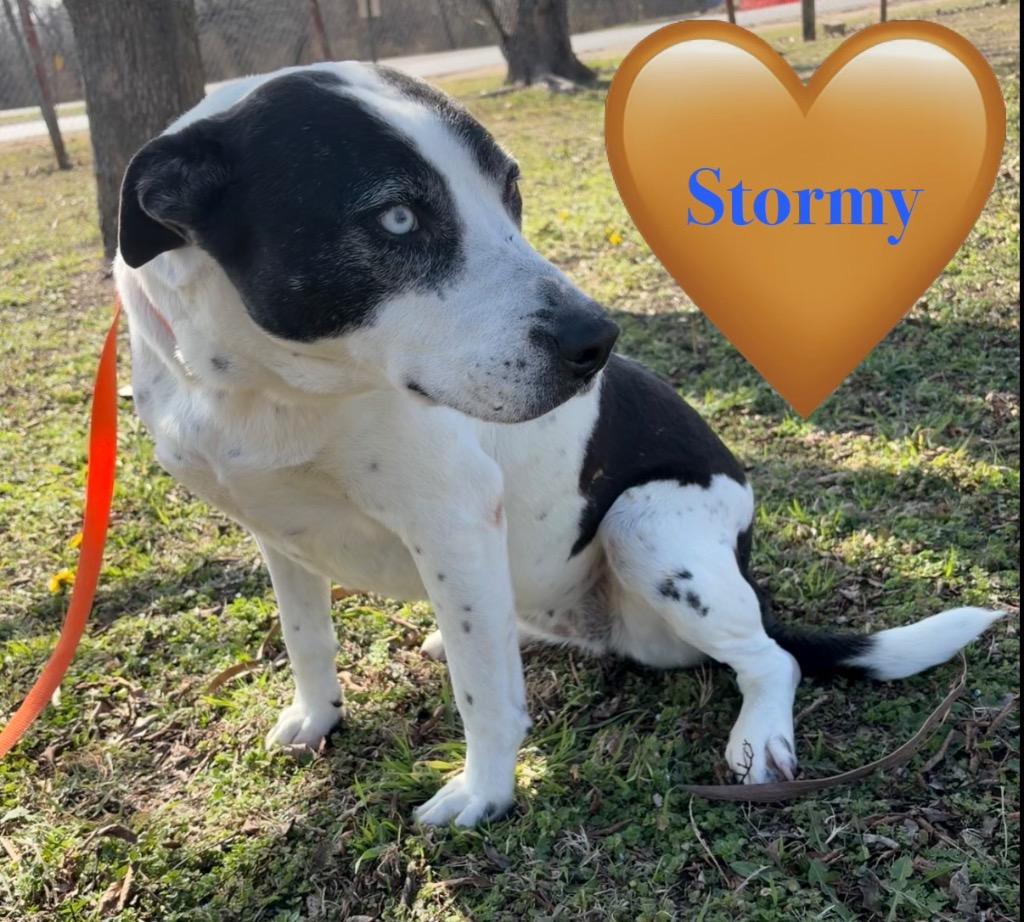 Enlarge Stormy, a Adoptable Pit Bull Terrier in Ada, OK image 3/5