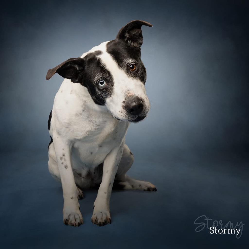 Stormy, Adoptable, Adult Female Pit Bull Terrier.