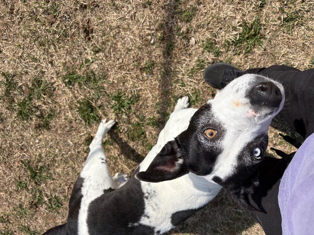 Enlarge Stormy, a Adoptable Pit Bull Terrier in Ada, OK image 2/6
