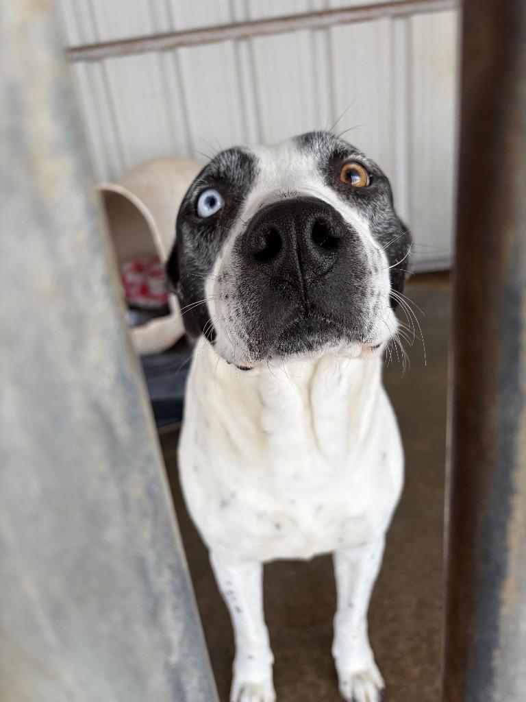 Enlarge Stormy, a Adoptable Pit Bull Terrier in Ada, OK image 4/6