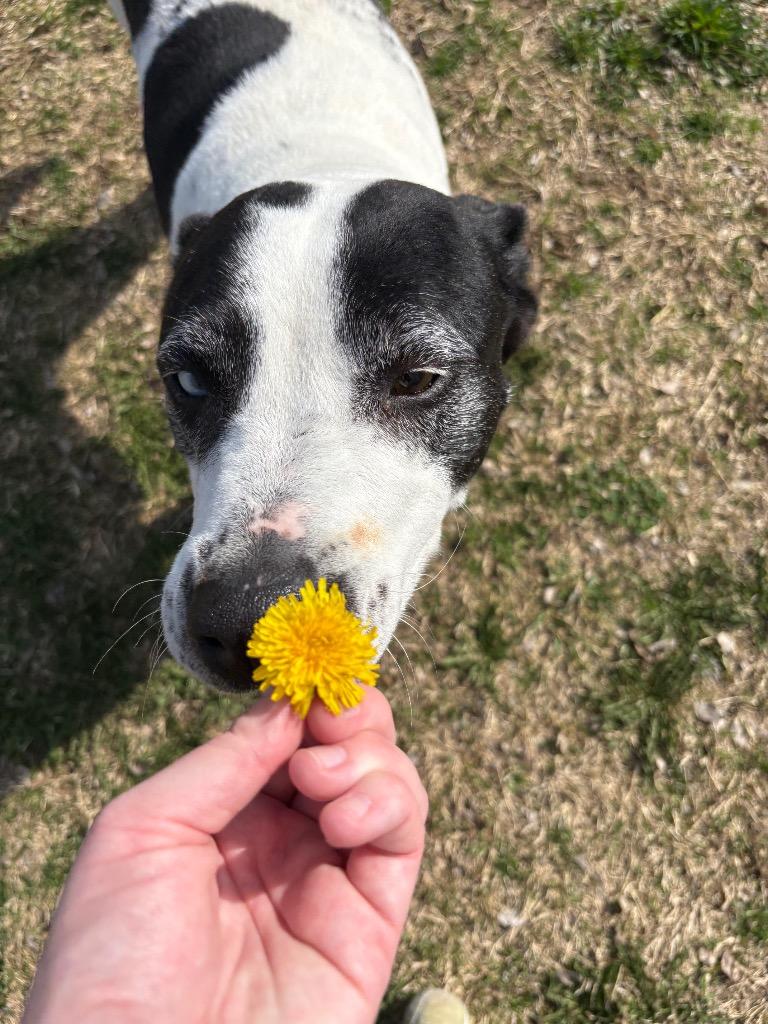 Enlarge Stormy, a Adoptable Pit Bull Terrier in Ada, OK image 6/6