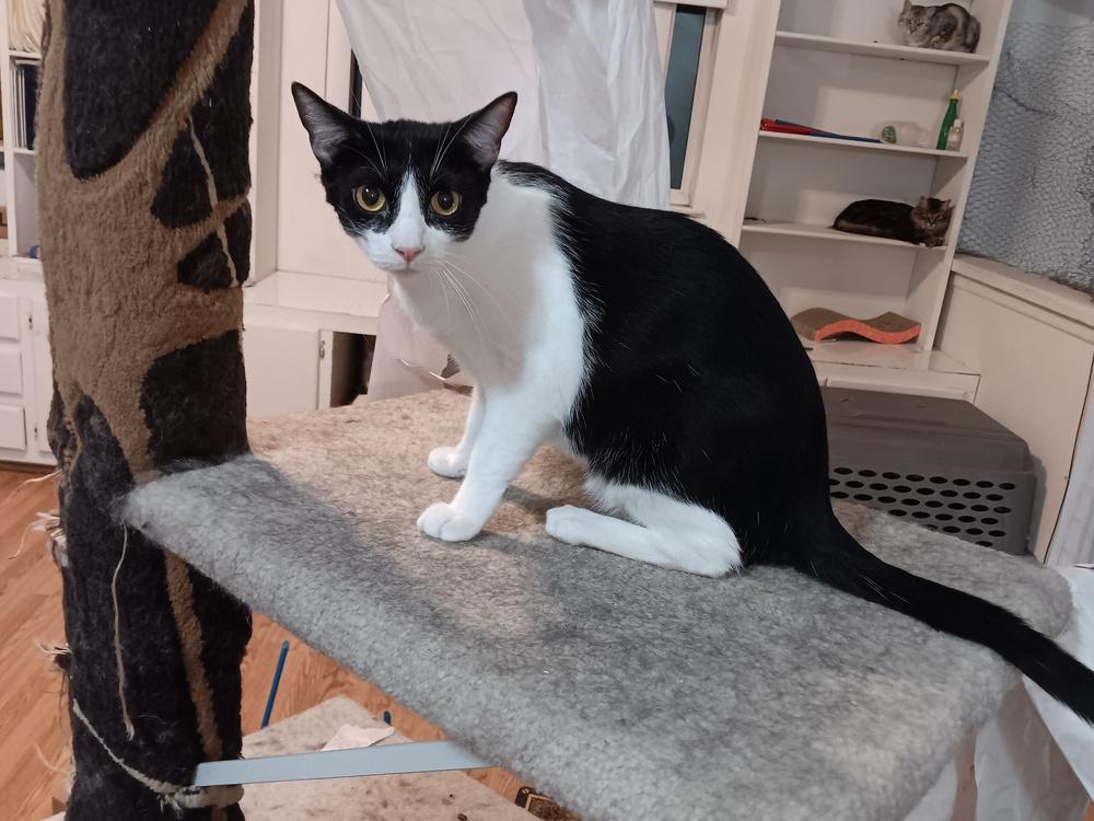 Enlarge Amor, a Adoptable Domestic Short Hair in Lancaster, CA image 1/5