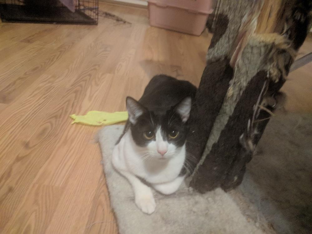 Enlarge Amor, a Adoptable Domestic Short Hair in Lancaster, CA image 3/5