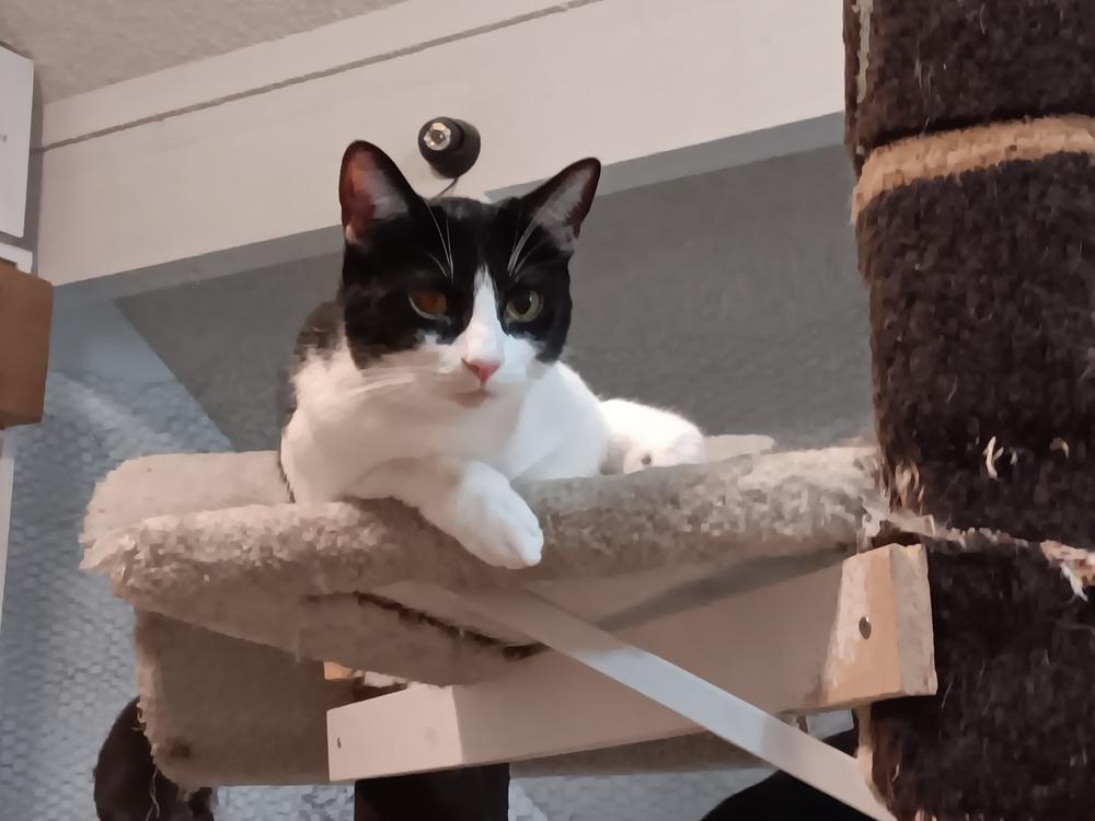 Enlarge Amor, a Adoptable Domestic Short Hair in Lancaster, CA image 4/5