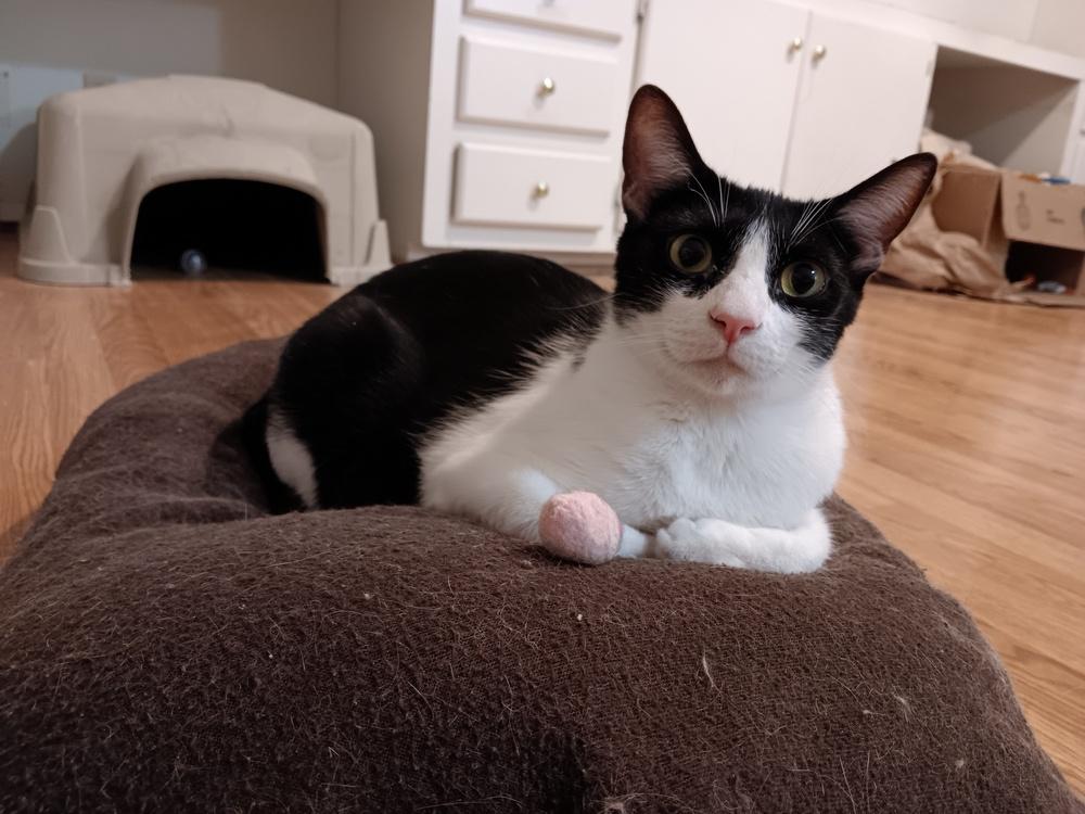 Enlarge Amor, a Adoptable Domestic Short Hair in Lancaster, CA image 5/5