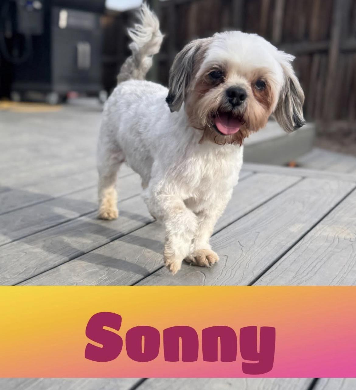 Sonny , a ADOPTABLE mixed breed in Powell Butte, OR image 1/6