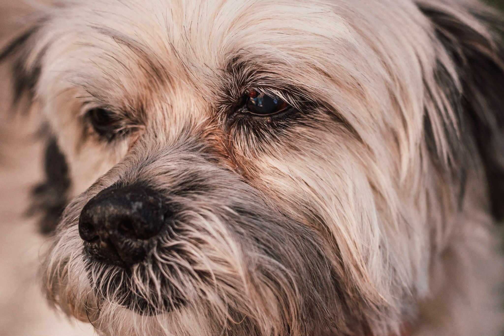 Sonny , a ADOPTABLE mixed breed in Powell Butte, OR image 3/6