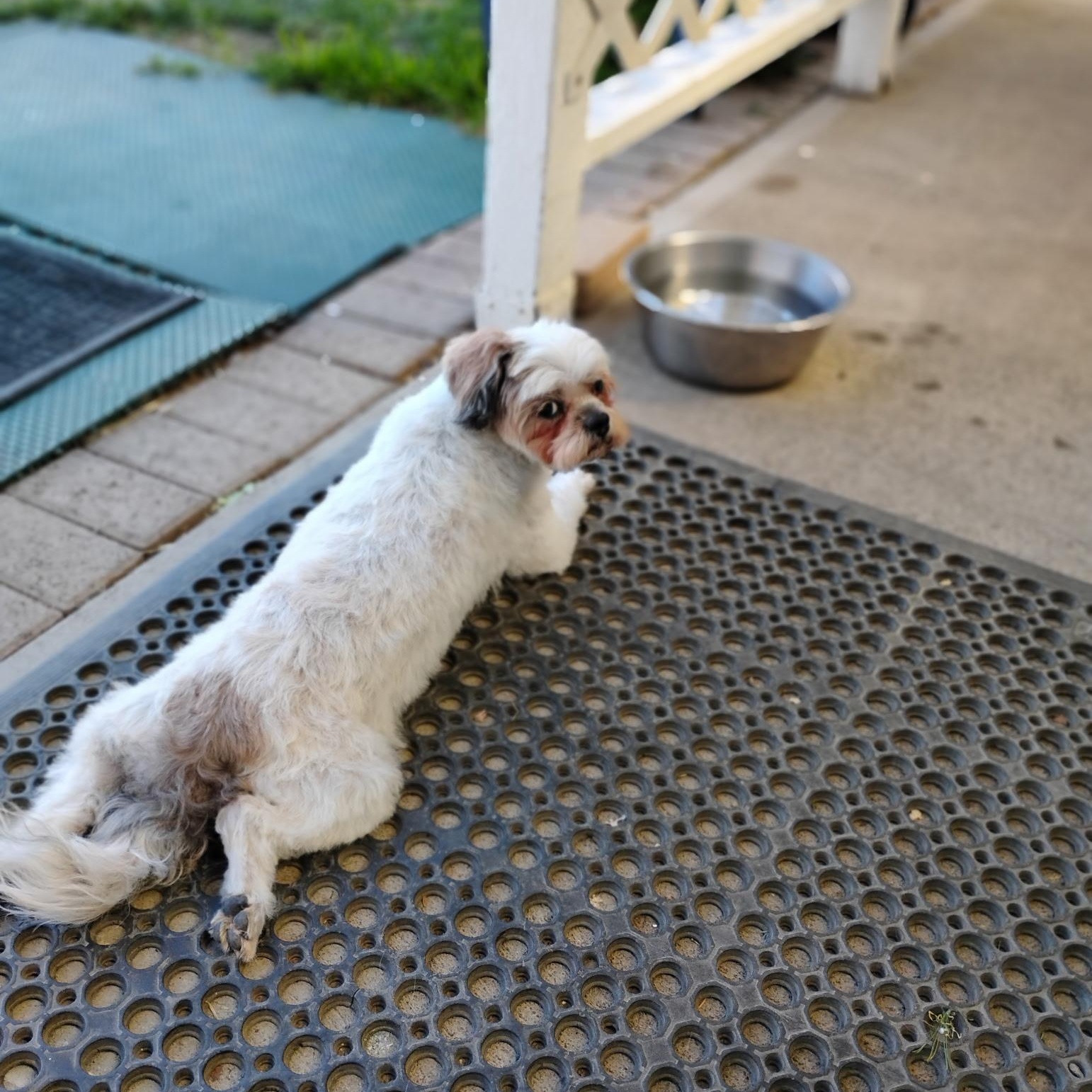 Sonny , a ADOPTABLE mixed breed in Powell Butte, OR image 2/6
