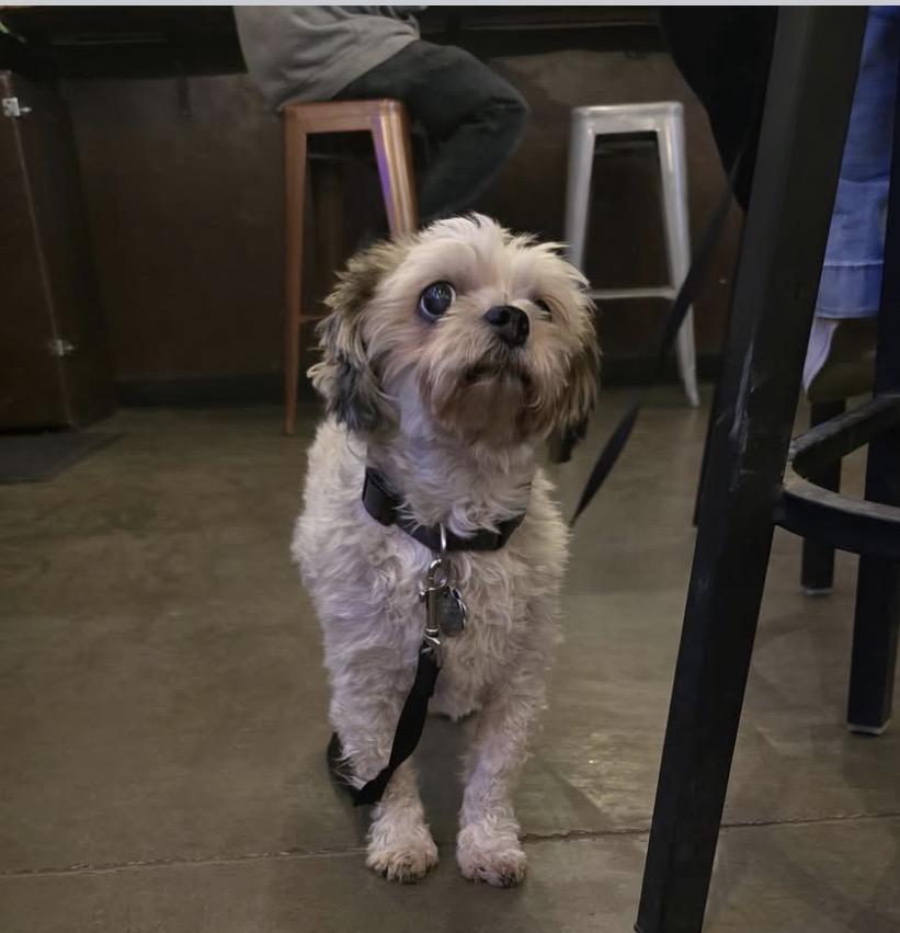 Enlarge Sonny , a ADOPTABLE mixed breed in Powell Butte, OR image 2/2