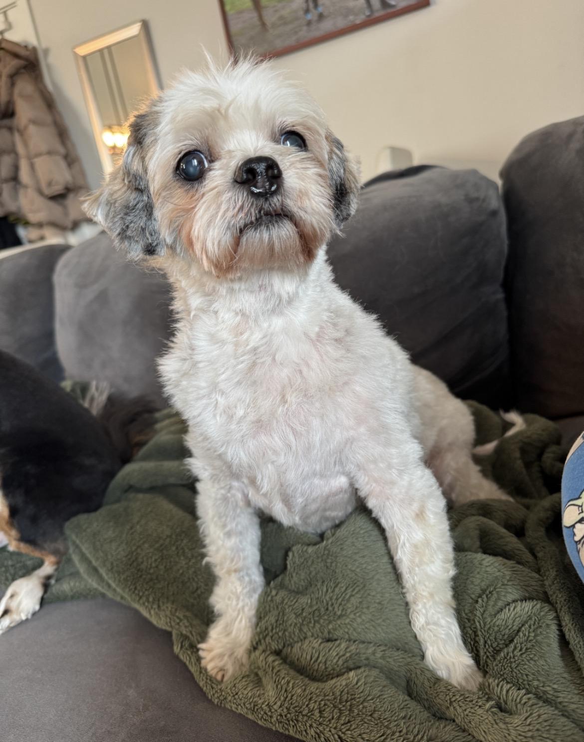 Sonny , ADOPTABLE, Senior Male Shih Tzu.