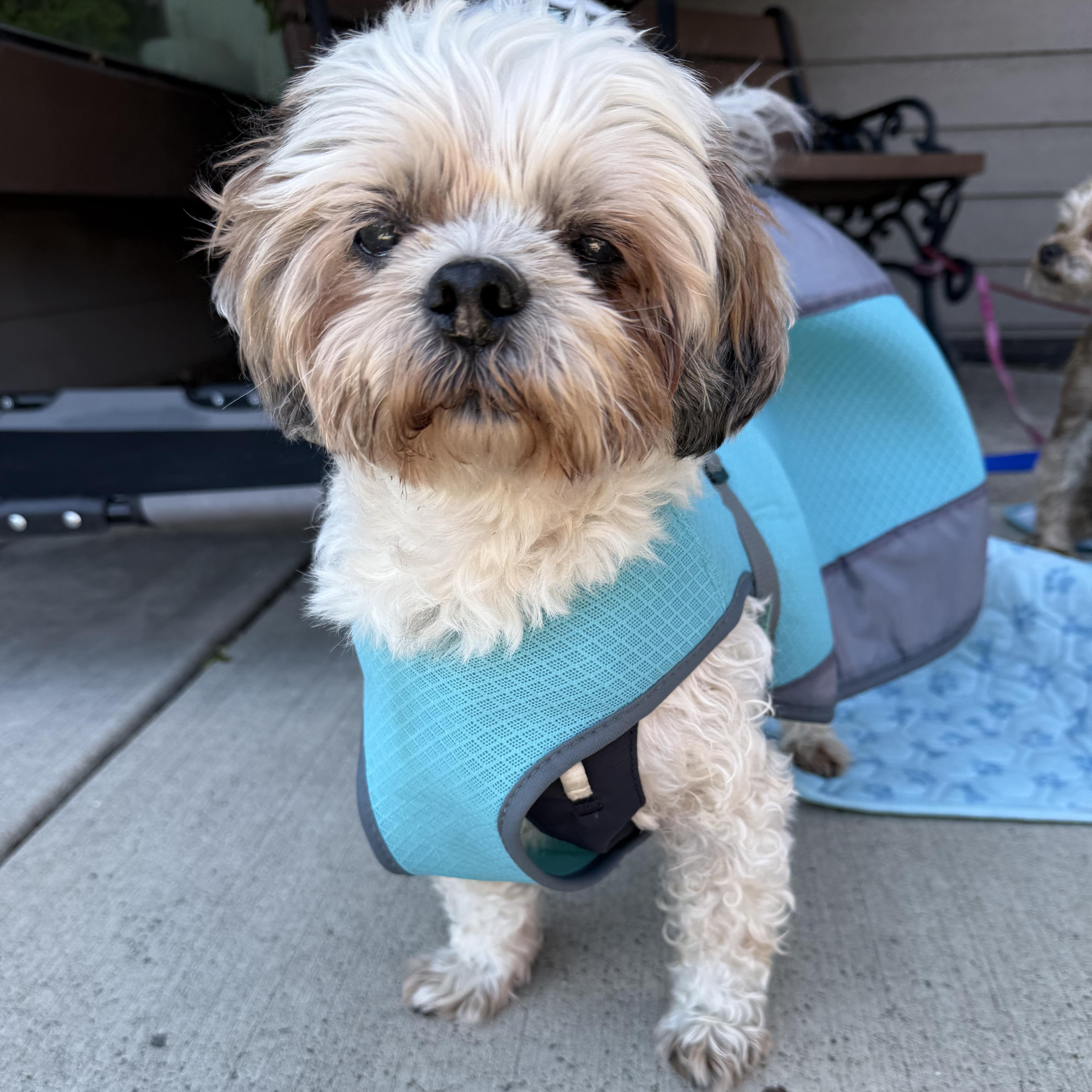Sonny , a ADOPTABLE mixed breed in Powell Butte, OR image 1/6