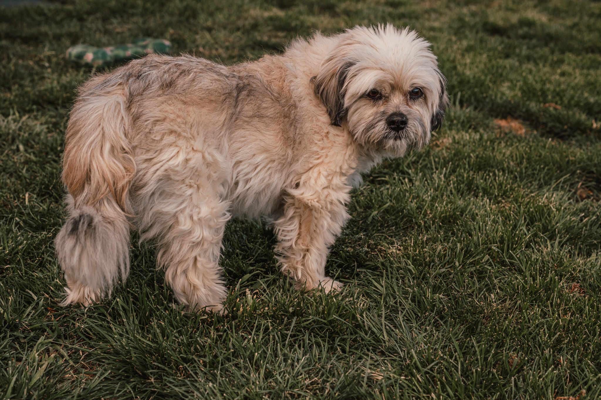 Sonny , a ADOPTABLE mixed breed in Powell Butte, OR image 6/6