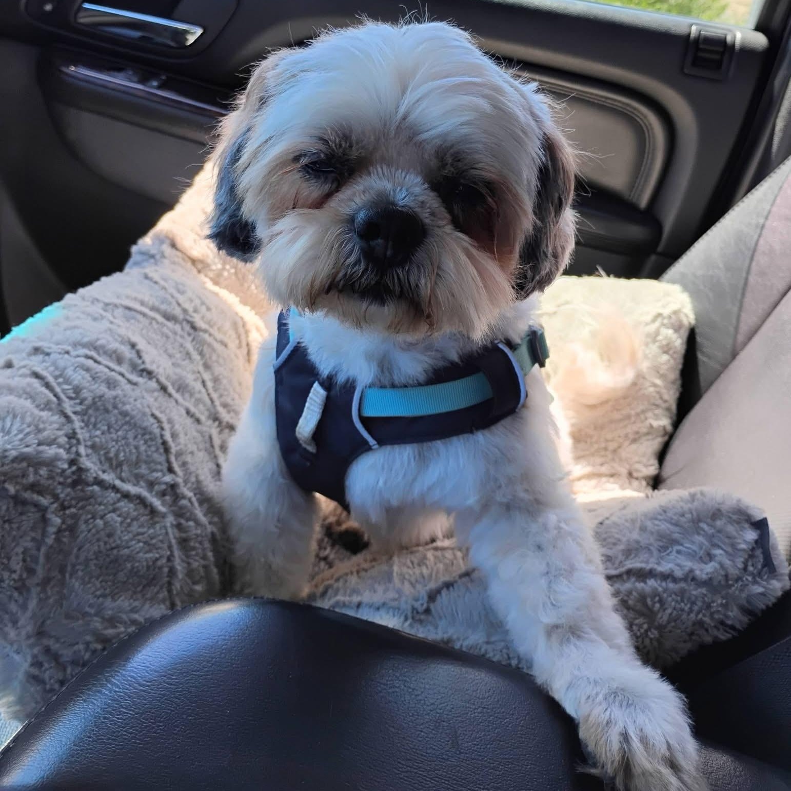 Sonny , a ADOPTABLE mixed breed in Powell Butte, OR image 4/6