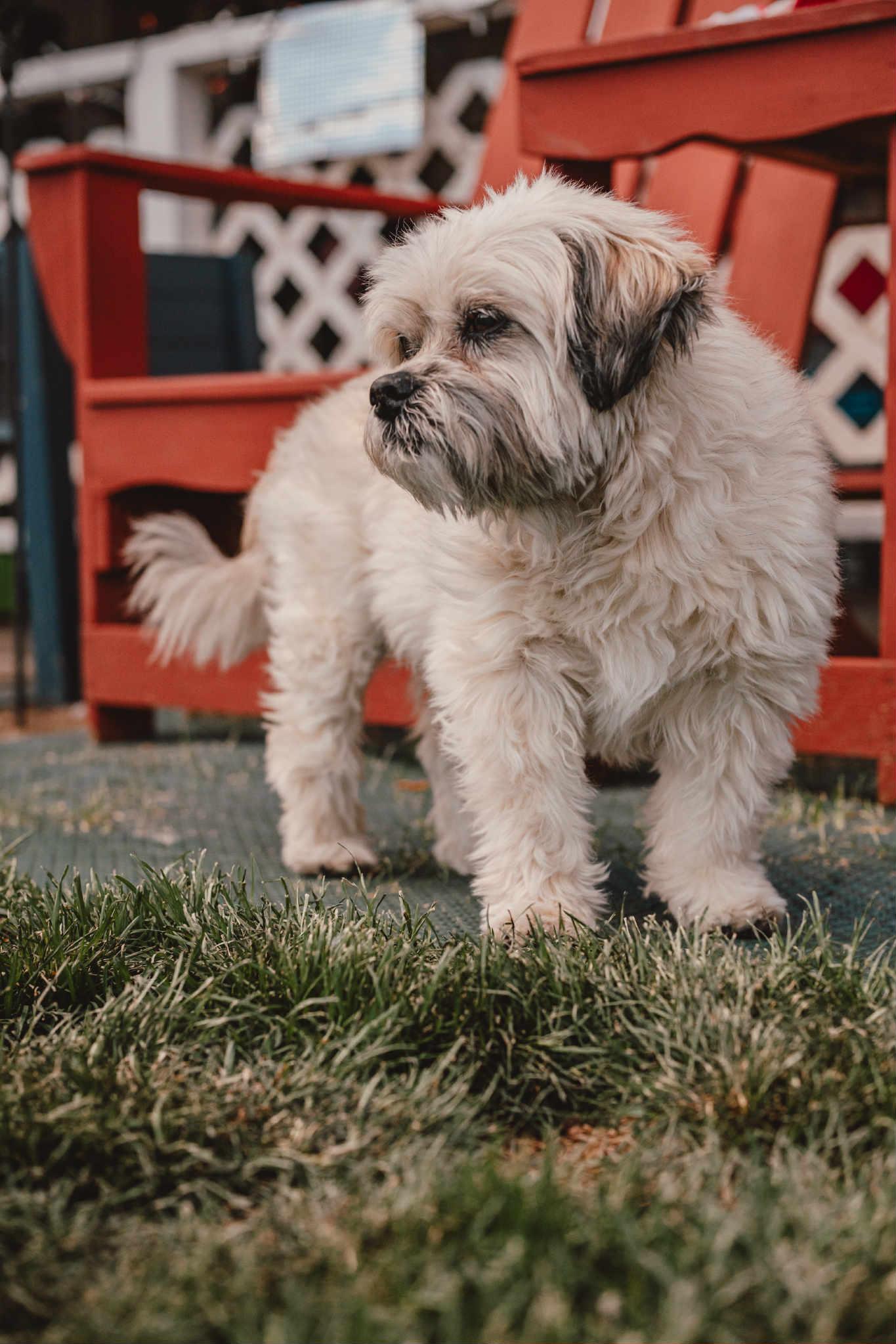 Sonny , a ADOPTABLE mixed breed in Powell Butte, OR image 2/6