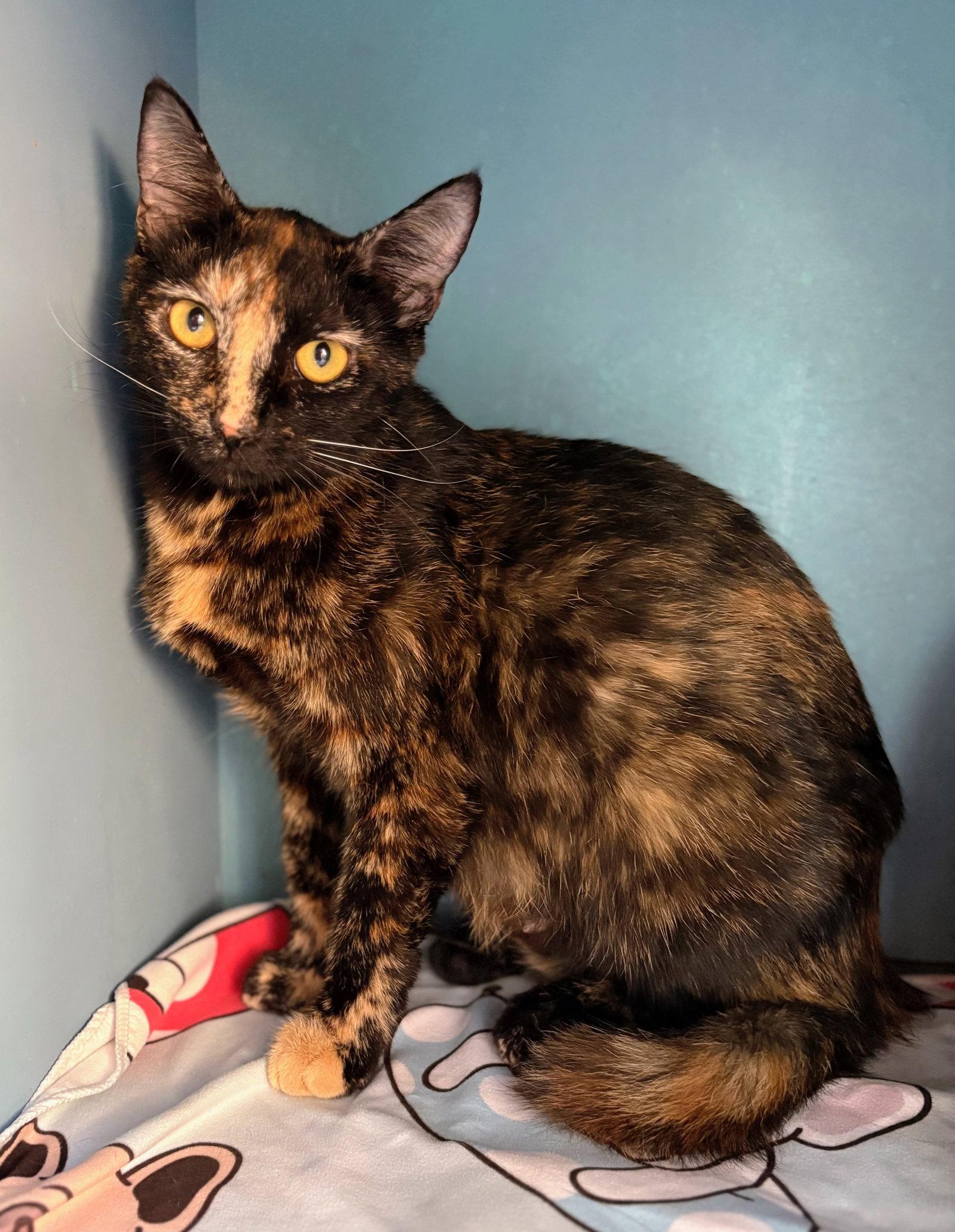 Hazel, Adoptable, Young Female Domestic Short Hair.