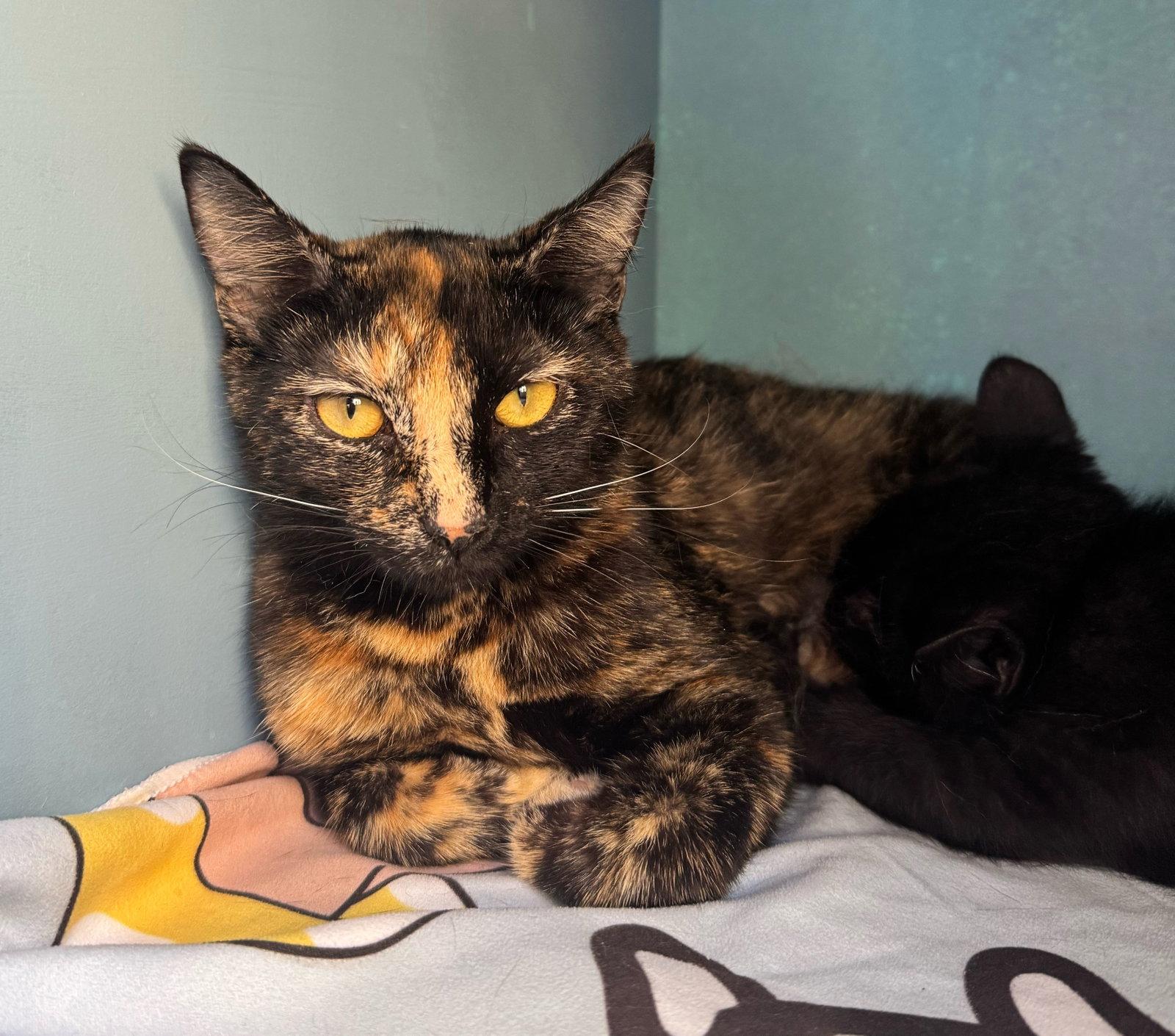 Enlarge Hazel, a Adoptable Domestic Short Hair in Reston, VA image 2/3
