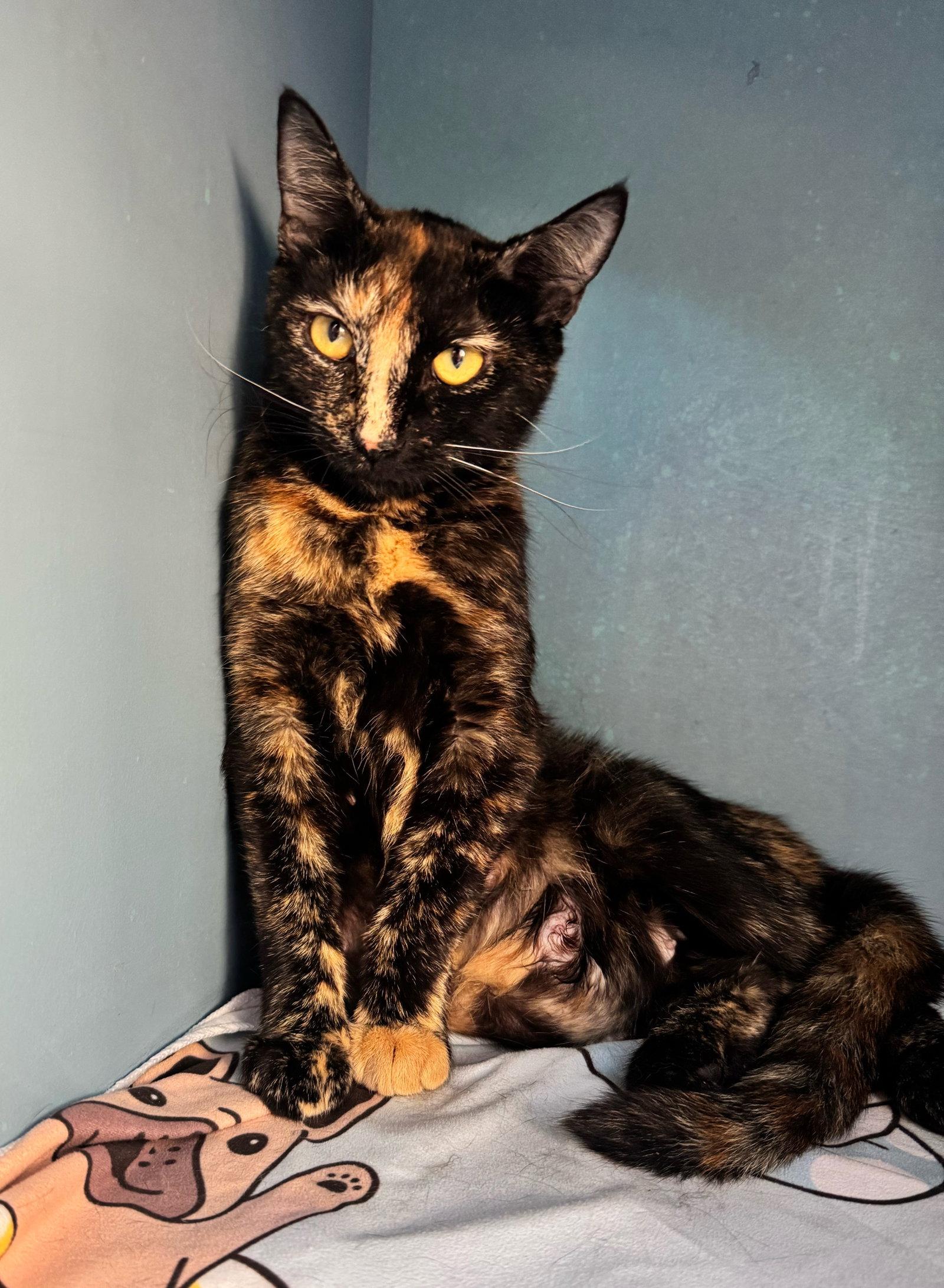 Enlarge Hazel, a Adoptable Domestic Short Hair in Reston, VA image 3/3