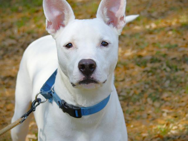 GROOT, Adoptable, Young Male Canaan Dog & Mixed Breed.