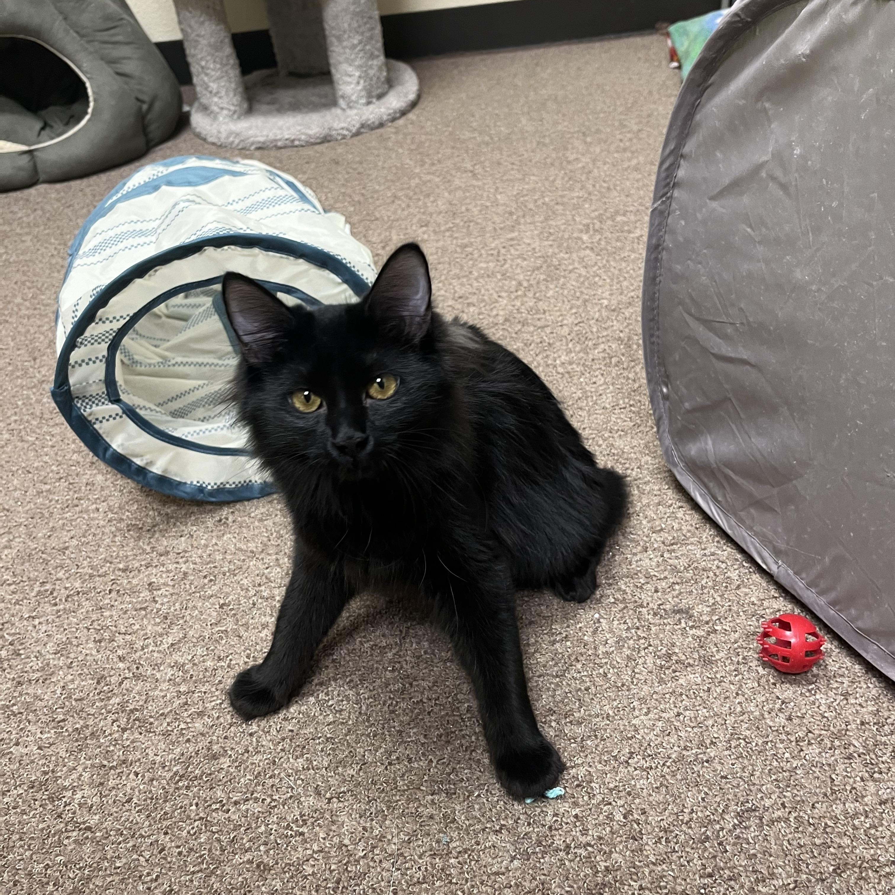 Pixie, a Adoptable mixed breed in Kerrville, TX image 3/3