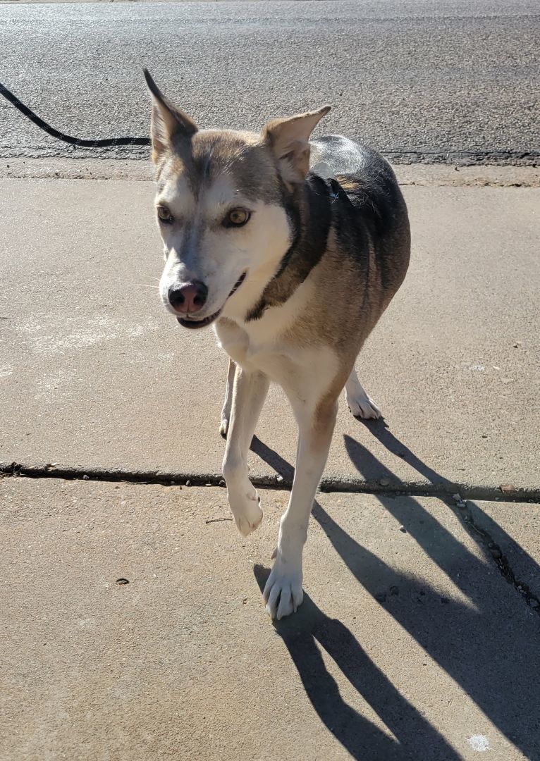 2. Sky, Adult Female Husky