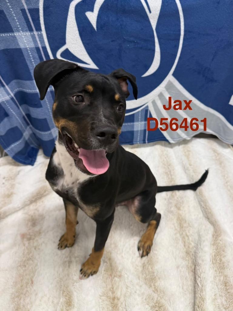 Jax, Adoptable, Adult Male Mixed Breed.