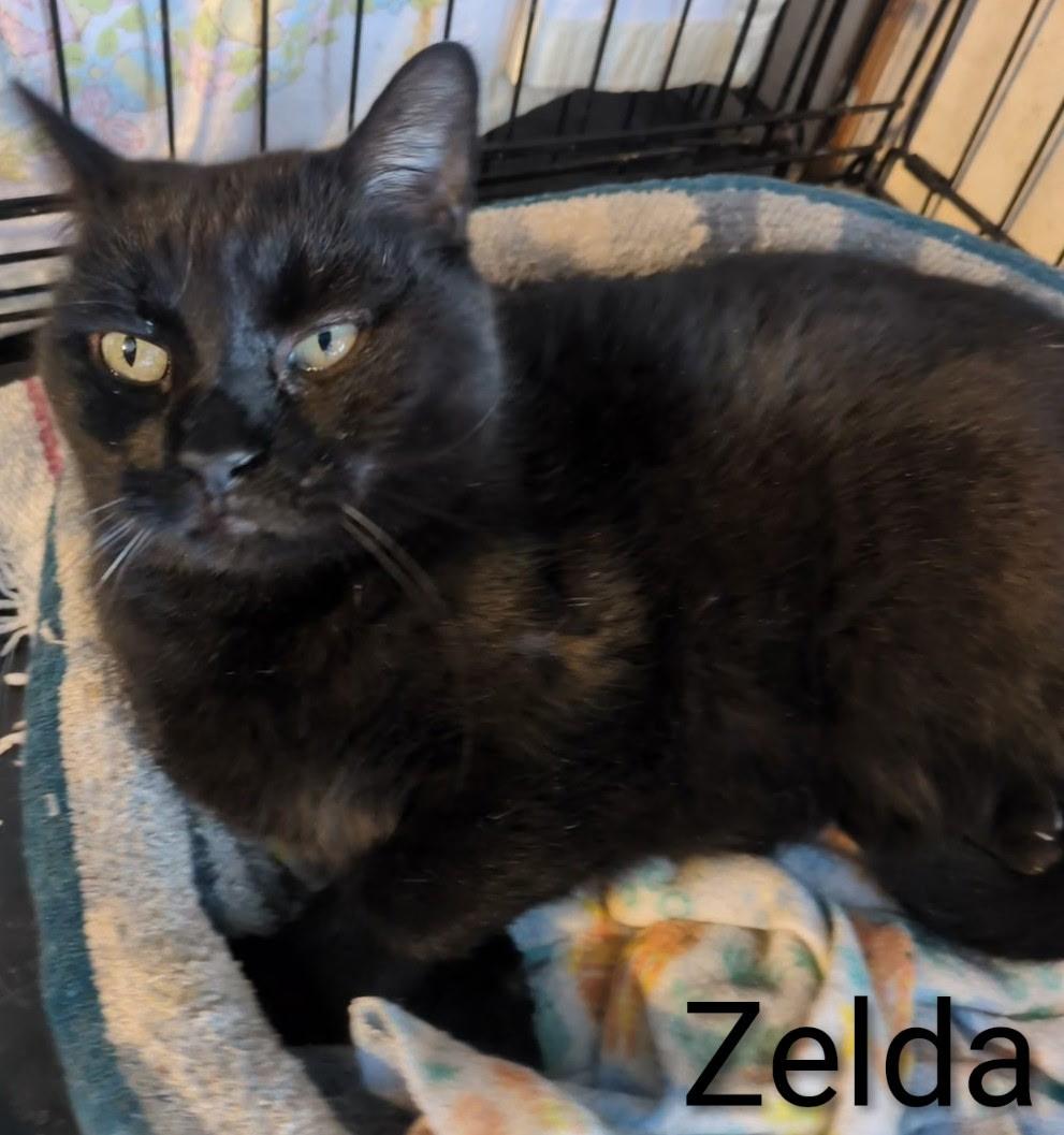 Enlarge Zelda, a ADOPTABLE Domestic Short Hair in Mears, MI image 1/3