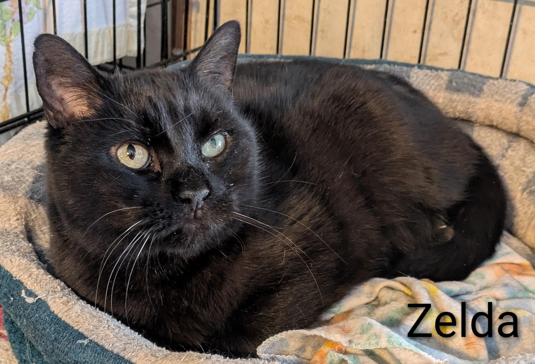 Enlarge Zelda, a ADOPTABLE Domestic Short Hair in Mears, MI image 2/3