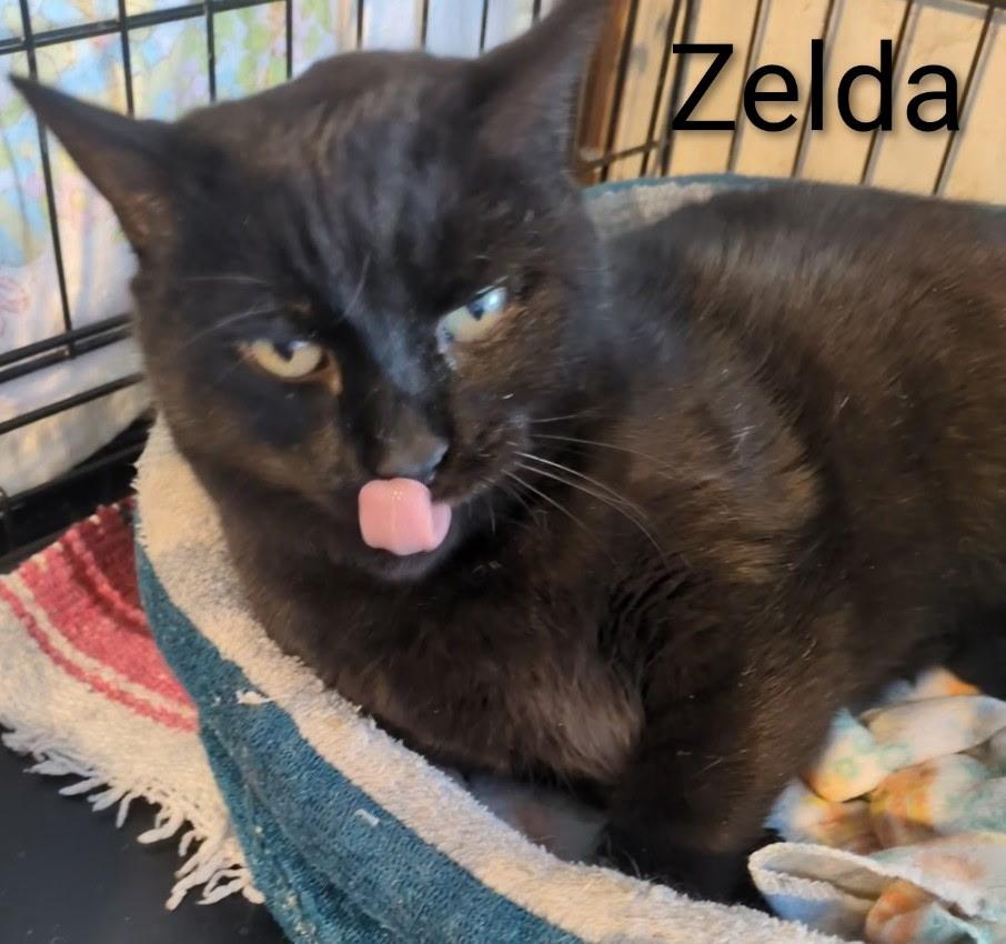 Zelda, ADOPTABLE, Adult Female Domestic Short Hair.