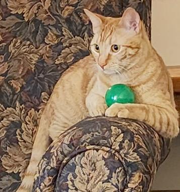 Enlarge Littlefoot & Petrie, a ADOPTABLE Domestic Short Hair in Fair Oaks, CA image 3/3