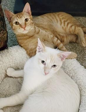 Enlarge Littlefoot & Petrie, a ADOPTABLE Domestic Short Hair in Fair Oaks, CA image 1/3