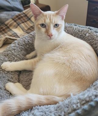 Enlarge Littlefoot & Petrie, a ADOPTABLE Domestic Short Hair in Fair Oaks, CA image 2/3