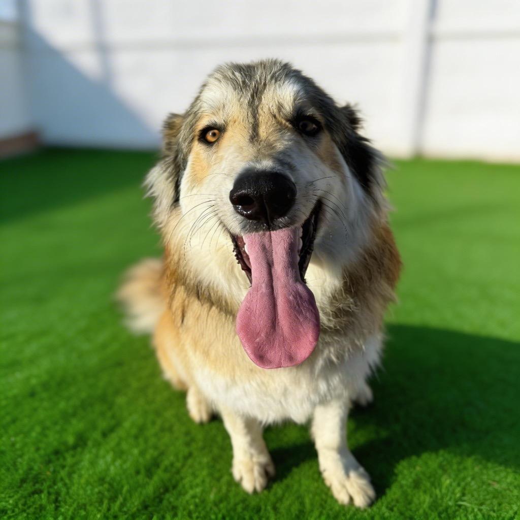 Enlarge Raphael, a Adoptable mixed breed in Midland, TX image 1/4