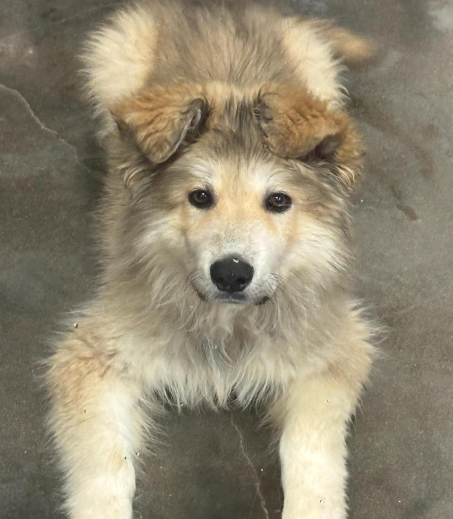 Enlarge Raphael, a Adoptable mixed breed in Midland, TX image 2/4