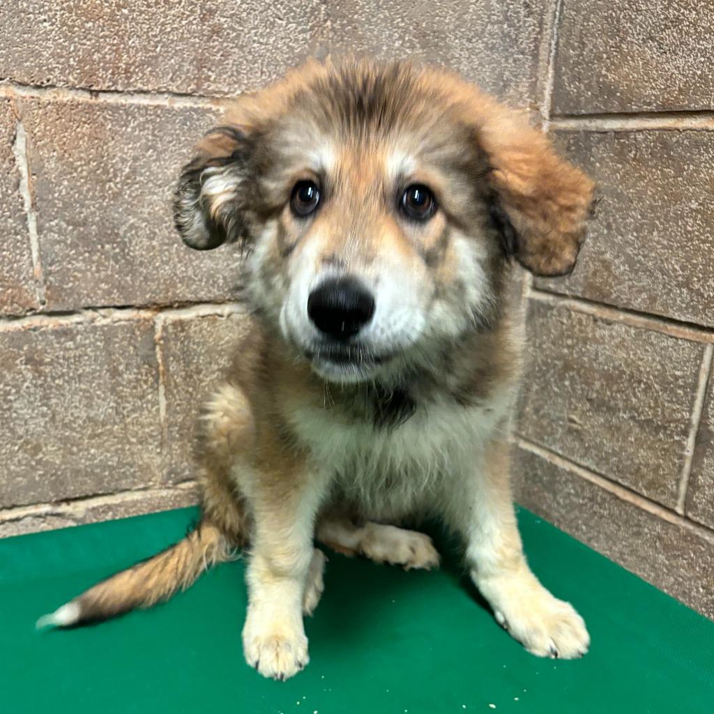 Enlarge Raphael, a Adoptable mixed breed in Midland, TX image 3/4