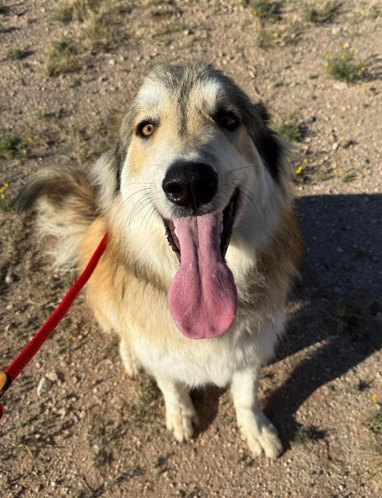 Enlarge Raphael, a Adoptable mixed breed in Midland, TX image 4/4