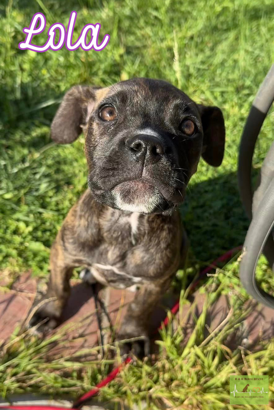 Lola