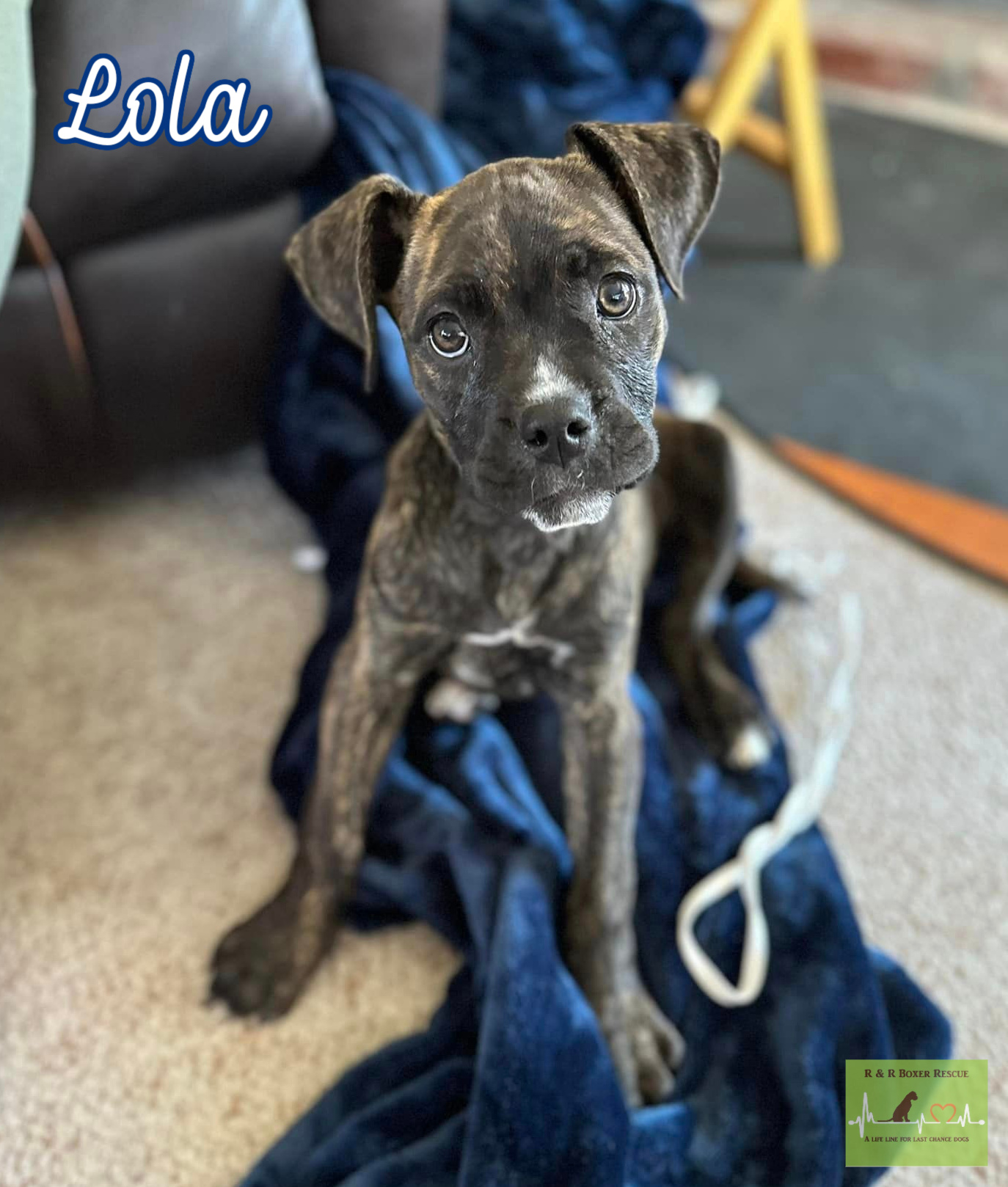 Lola photo 3