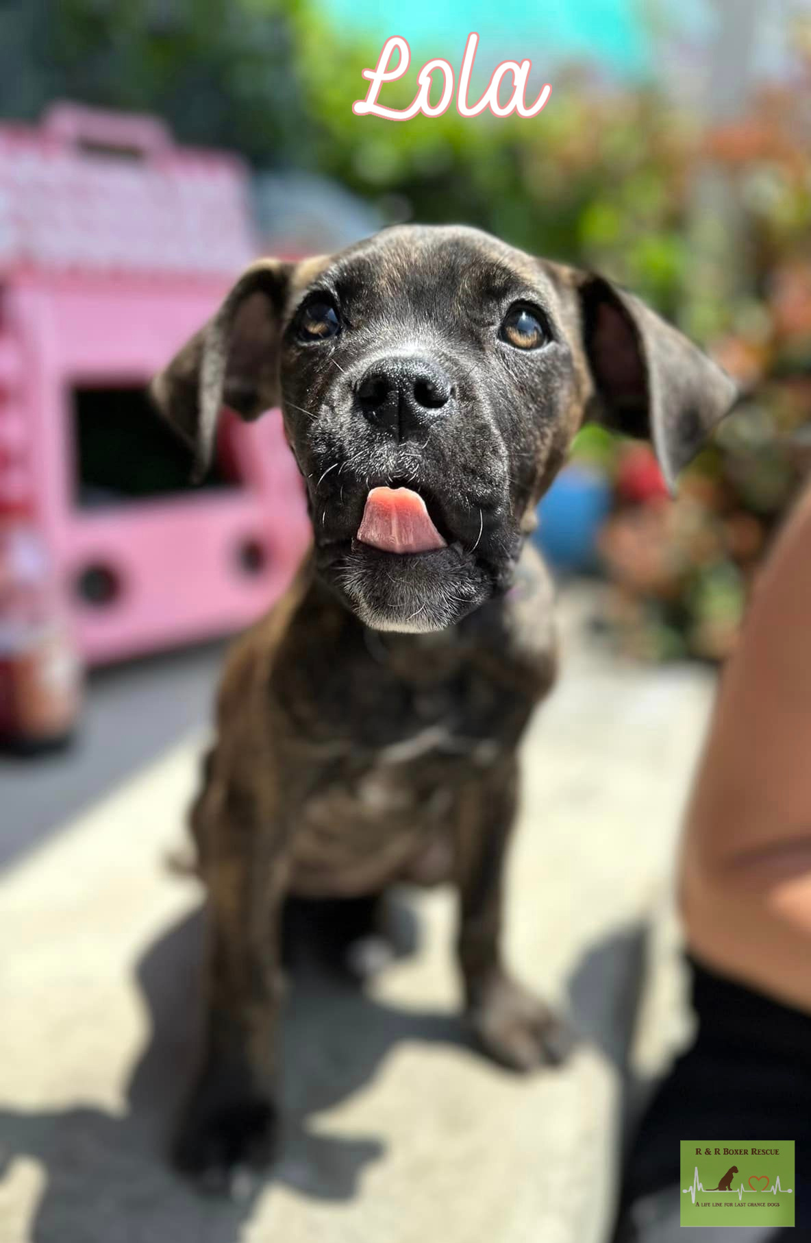 Lola photo 2