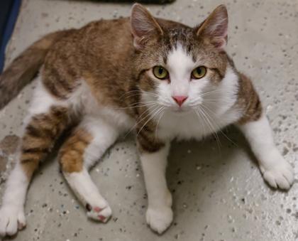 Torch, Adoptable, Adult Female Domestic Short Hair & Domestic Short Hair.