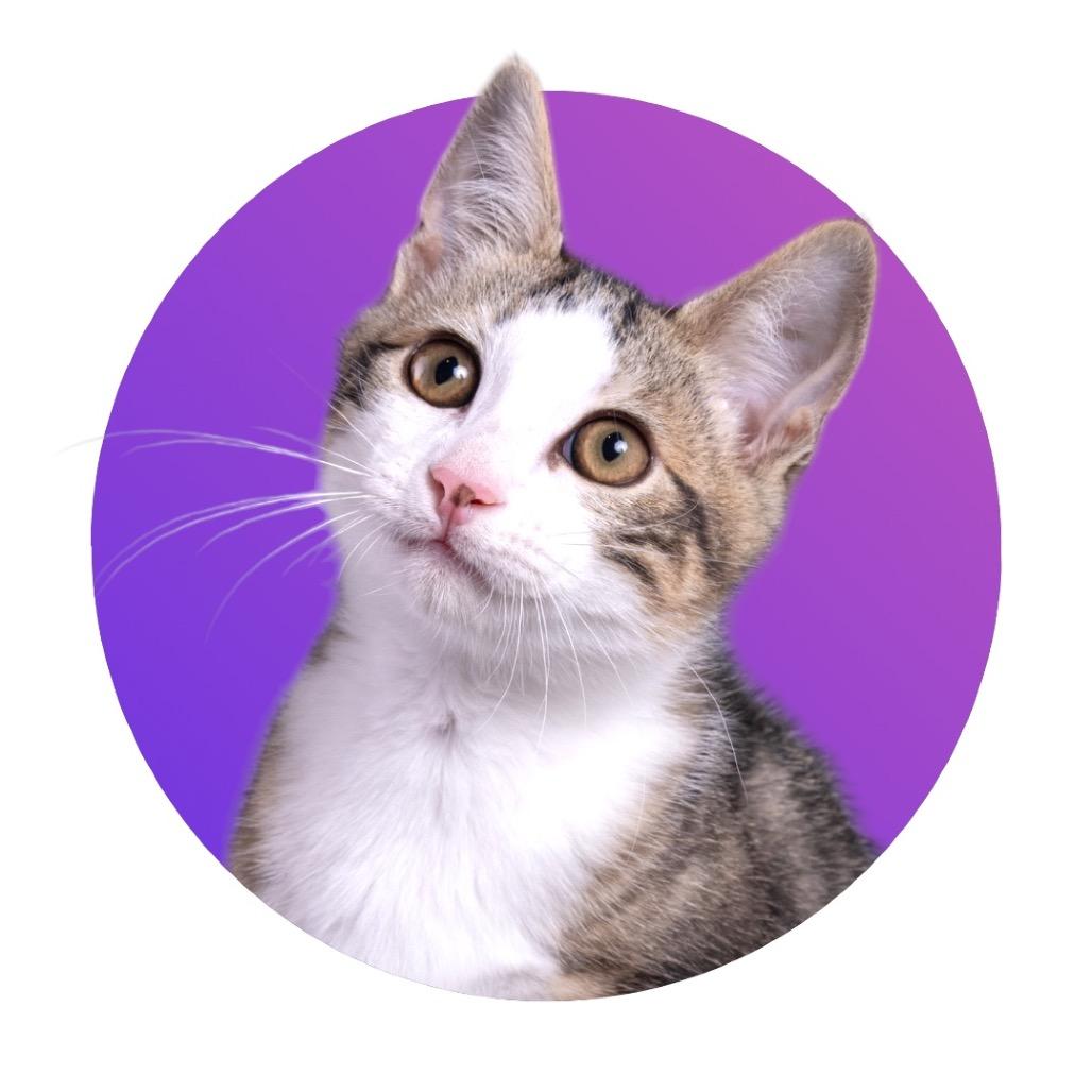 Wolverine, Adoptable, Young Male Domestic Medium Hair.