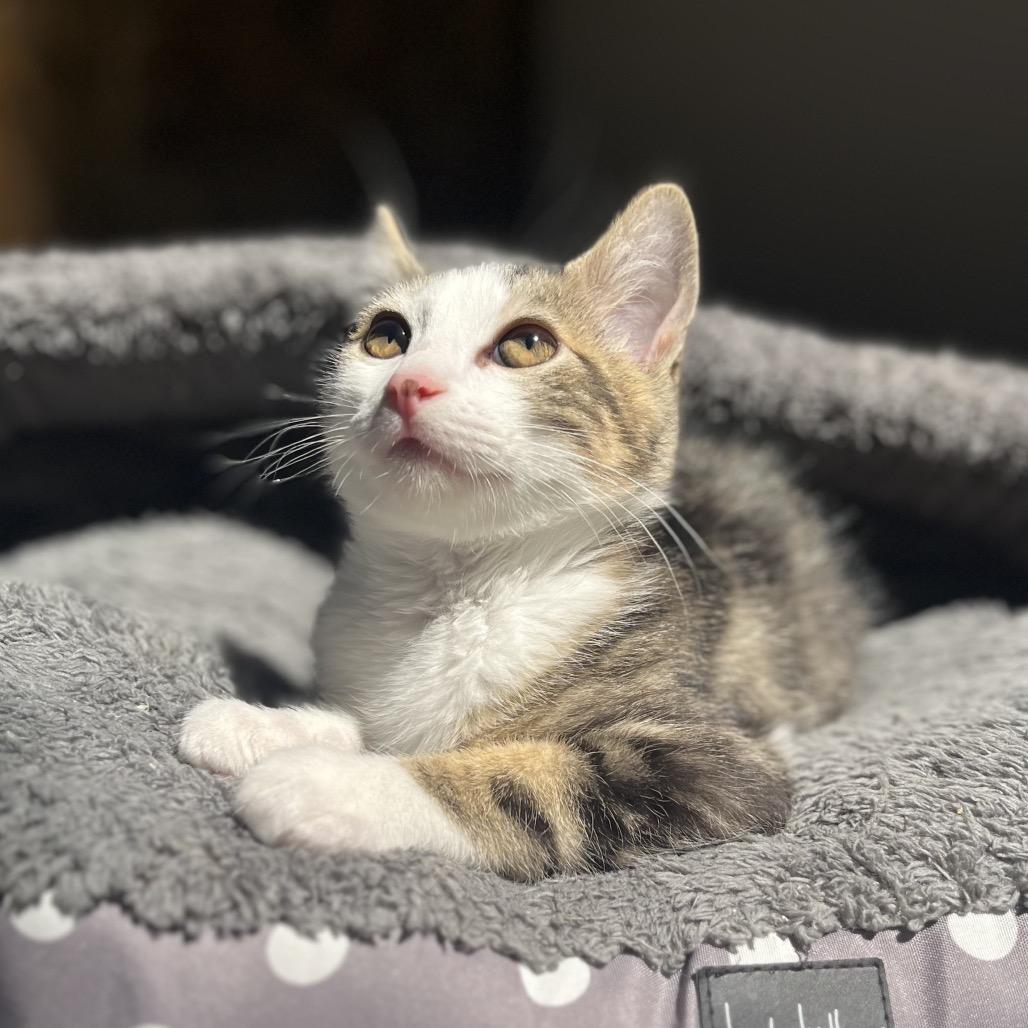 Enlarge Wolverine, a Adoptable Domestic Medium Hair in Pacific Grove, CA image 2/6