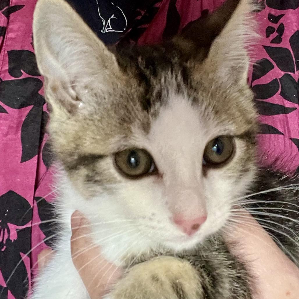 Enlarge Wolverine, a Adoptable Domestic Medium Hair in Pacific Grove, CA image 3/6