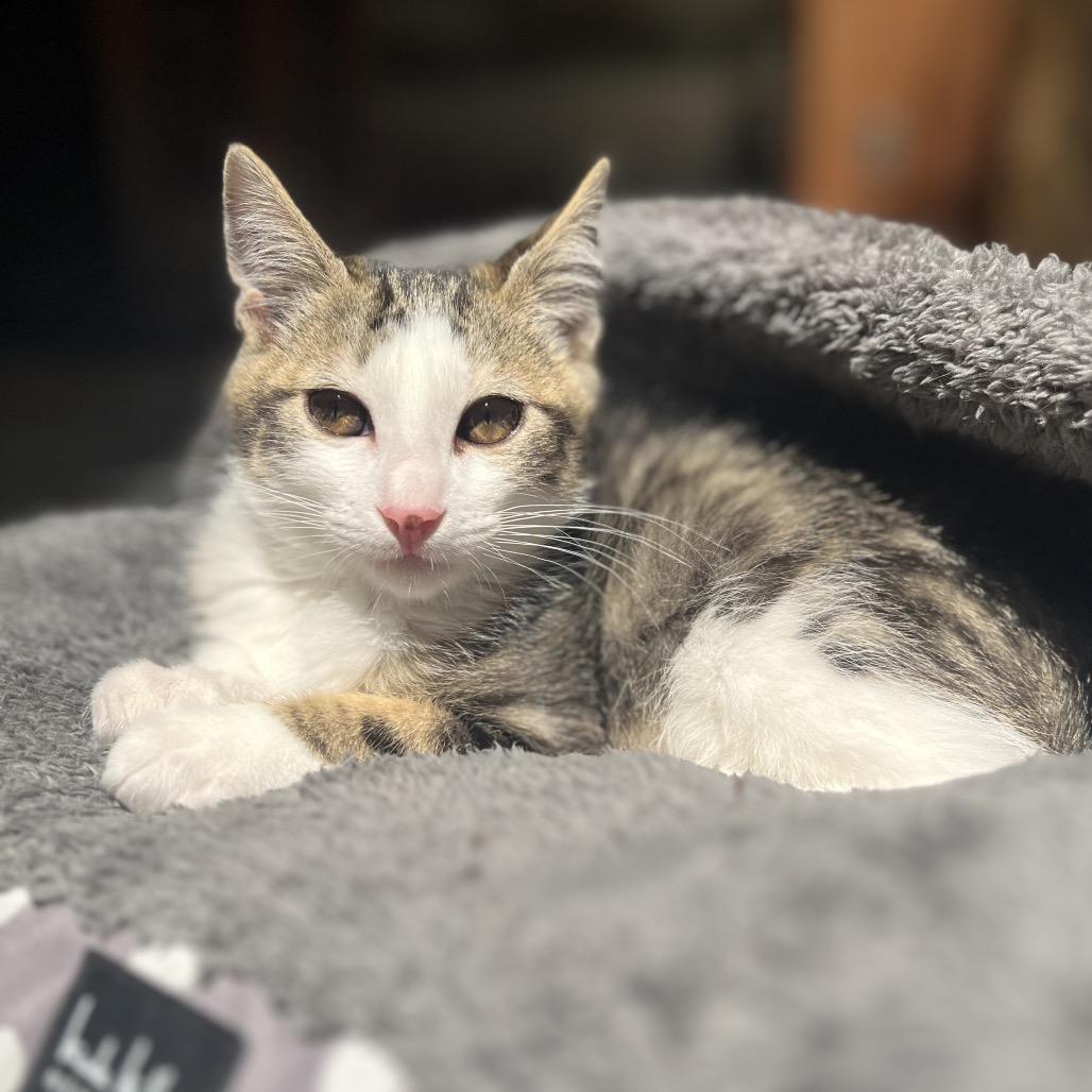 Enlarge Wolverine, a Adoptable Domestic Medium Hair in Pacific Grove, CA image 4/6