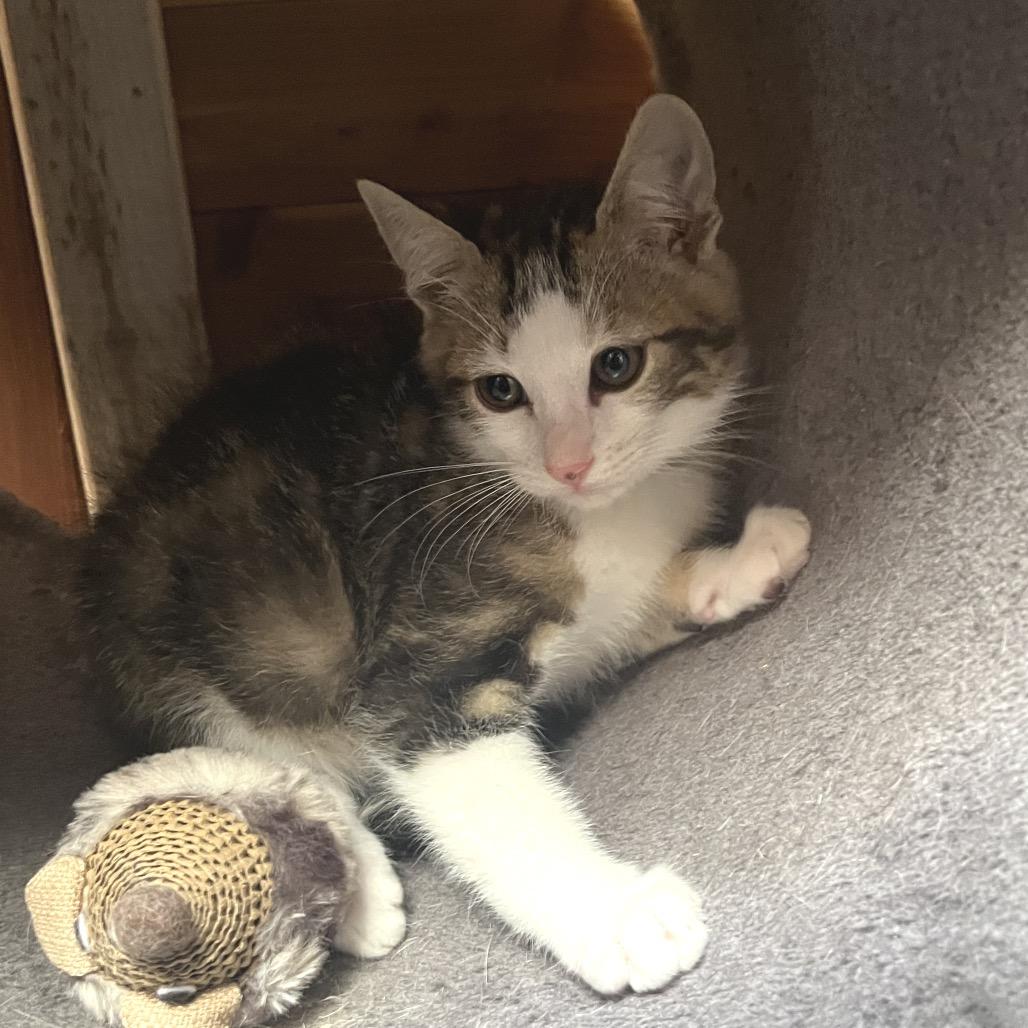 Enlarge Wolverine, a Adoptable Domestic Medium Hair in Pacific Grove, CA image 5/6