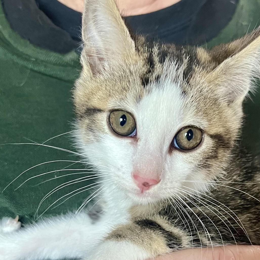 Enlarge Wolverine, a Adoptable Domestic Medium Hair in Pacific Grove, CA image 6/6