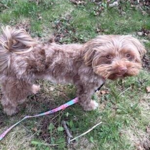 Enlarge Mittens, a ADOPTABLE Havanese in Watertown, WI image 2/6