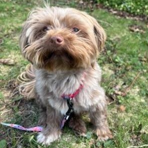 Enlarge Mittens, a ADOPTABLE Havanese in Watertown, WI image 4/6