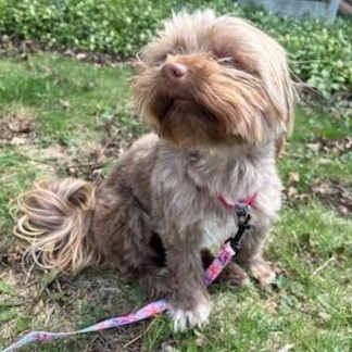 Enlarge Mittens, a ADOPTABLE Havanese in Watertown, WI image 3/6